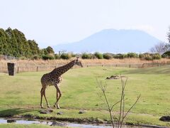 ２年越しに叶った鹿児島レッサーパンダ遠征（３）平川動物公園（１）園内いろいろ＆憧れの桜島を背景にしたアフリカの草原ゾーン＆世界のサルゾーン