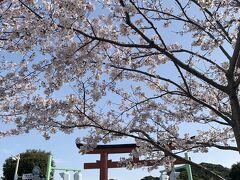 春旅　桜満開の鎌倉散歩（鎌倉殿の13人ゆかりの地含む）