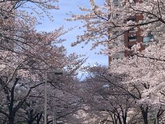 東京桜見物の旅　目黒川~祐天寺~目黒新橋~お七の井戸~大圓寺~モリバコーヒー~恵比寿神社~東京ミッドタウン~毛利庭園~さくら坂~芝大神宮