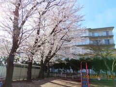 散り始めた西鶴ケ岡公園の桜