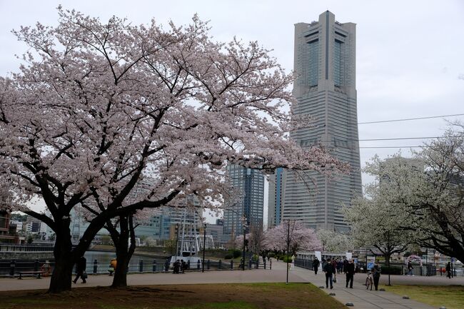あまり桜の名所がなさそうな横浜。しかし、汽車道の桜並木が満開です。