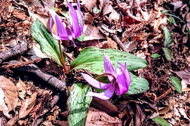 2022年3月21日、山梨県上野原市の「八重山」と「能岳」に「カタクリの花」の群生地があって、そろそろ開花の時期という情報なので、友人と2人で行って来ました。<br />結果は、「八重山」側では「カタクリの花」は見当たらなかったです。<br />一方「能岳」では、「カタクリの花」の「群生地」の看板が２か所あり、そこに少し咲いていました。<br />しかし、「能岳」では「カタクリの花」の「群生地」が「看板の場所」以外にもあって、下山道右側に「カタクリの花」が沢山(無数に)咲いていました。<br />そこはほぼ満開でした！<br /><br />【注】「道標」が完備していて、「危険か所」なし。<br /><br />◆この登山の「ヤマレコ」での「山行記録」はこちら！<br />　 https://www.yamareco.com/modules/yamareco/detail-4100485.html