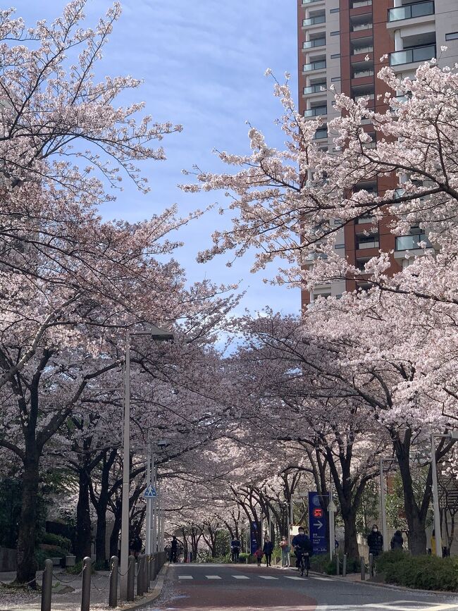 東京の桜が満開になったということで、<br />なんとか時間をみつけて見に行きました。<br />都内の有名なところを体力の限界まで行ってみました。