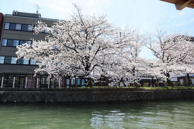 京都岡崎さくら回廊十石舟めぐりで観桜