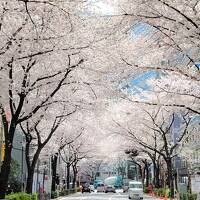 2022中野通りの桜の巻