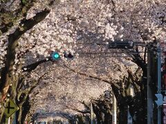 満開の桜のトンネルを見に行きました