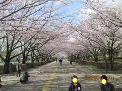 柏市の柏の葉公園・桜満開・2022年4月