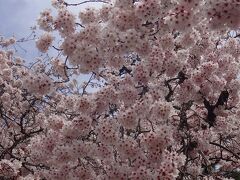 満開の　桜に埋もる　古城かな