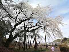 花見ウォーキング…岩津天満宮～おかざき自然体験の森～奥山田のしだれ桜