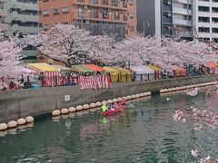 大岡川、みなとみらい、横浜大通り公園の桜を観賞&#127800;