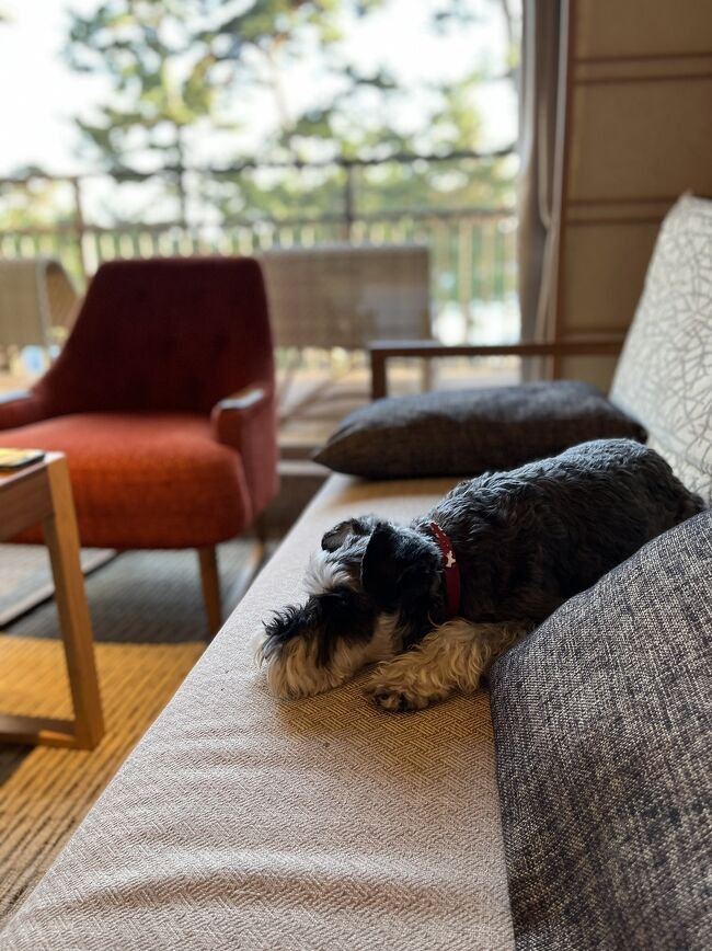 愛犬と泊まる湖畔の温泉リゾート<br />びわ湖松の浦別邸でワンコとおこもりステイしました