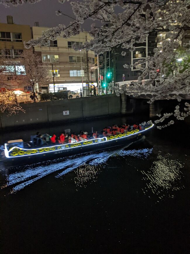 相変わらずのコロナ禍、少し慣れてきた今日此頃。<br />今年は昨年自粛していました夜桜見物に出かけました。近場の野毛界隈ですが、大岡川は桜木町から上流の上大岡辺りまで桜の見所が沢山あります。<br />本当は屋台も出ているので食べ飲みしながらが楽しいのですが、まだまだ油断できないこの頃、飲食は帰宅後にしました。<br />今年も綺麗に咲いてくれた桜に感謝、感謝。