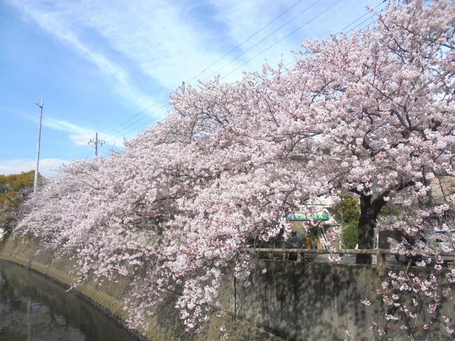 市川市の桜が満開になりましたので、早速行ってきました。国道14号の消防署の前から八方橋までです。この先にもありますが同じなので。約700ｍに162本あります。