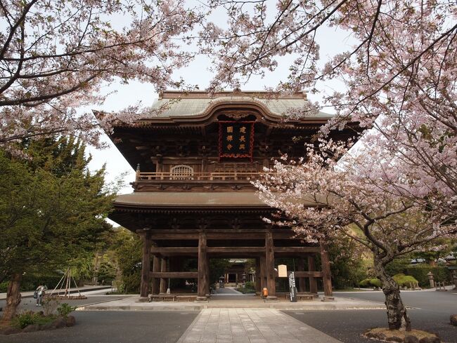 旅の最後は夕方まで開いている建長寺に参拝しました。<br />その後は歩いて鶴岡八幡宮と小町通りを流して歩きます。