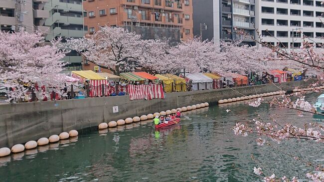 3月下旬に、大岡川、みなとみらい、横浜大通り公園の桜を観賞。<br /><br />この日のスケジュールは次のとおりです。<br /><br />12:15 グランモール 木蓮観賞<br />12:30～13:30 ランチ 「マンギア マンギア」<br />13:35 日本丸 桜観賞<br />13:50～14:30 関内、大岡川 桜観賞<br />14:35 横浜大通り公園<br />14:50 伊勢佐木モール<br />15:15 南蛮屋<br />15:30 マリナード地下街<br />15:35 関内駅