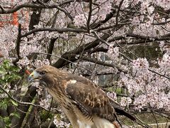 シジュウカラの立場