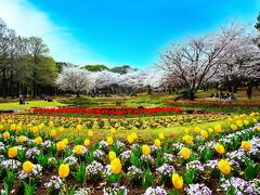 別府公園の桜　2022