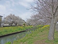 自転車でGO! 沼津市国1沿いの桜を見て来ました 2022.03.31