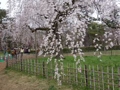 京都御苑「近衛邸跡の枝垂桜」が見ごろでした。この地区の整備が進んでいます。