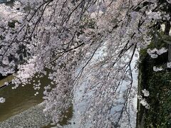 桜を見に目黒川　恵比寿、五反田、品川までテクテク