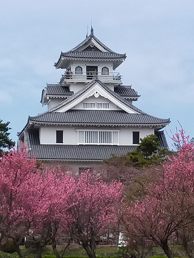 前に彦根と長浜に 来た時に 桜がとても綺麗でした。 もう一度観たくなり 桜を求めてきたけど まだほとんど咲いていませんでした。 ここら辺は寒いので 遅いそうです。 がっかりです。<br />でも 梅は見れました。<br />赤い梅の後ろに立つ長浜城は とても綺麗です<br />天橋立から長浜に来る途中京都を通り 寄ろうか 迷ったのですが コロナの時期で 人が多いのもどうかと思い 素通りしてしまいました。<br />京都は 満開のようなので ちょっと残念です。<br /><br />3月28日 月曜日 名古屋 2泊<br /><br />3月29日火曜日 大須 熱田神社<br /><br />3月30日水曜日 天橋立 2泊 天橋立 ビューランド<br /><br />3月31日 木曜日 知恩寺<br /><br />4月1日 金曜日 長浜黒壁スクエア 長浜城<br /><br />4月2日 土曜日 長浜城 黒壁スクエア<br /><br />4月3日 日曜日 豊橋 豊橋公園<br /><br />4月4日月曜日 豊橋から東京へ帰宅<br /><br />旅の家計簿<br />ホテル代 7泊 32680円<br /><br />交通費 15412円<br /><br />飲食 15044円<br /><br />リフト代 800円<br /><br />合計 63936円