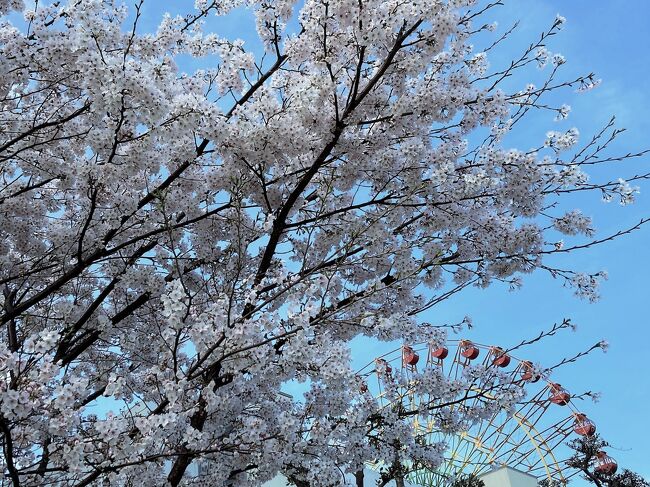 桜の季節に神戸ハーバーランド界隈に行きました。<br /><br />煉瓦倉庫から工事中のポートタワーを見て神戸のレトロ建築をちょこちょこ見ながらのゆっくり散歩です。