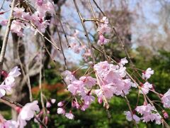 【花見】桜の季節に近代美術館で美術鑑賞。皇居の桜と梅を堪能だよ。
