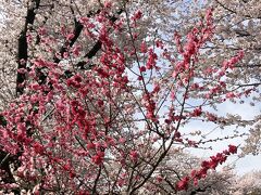 春旅⁈ ご近所でのお花見と恒例ノンアルぼっちベランピング(^_^)