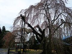 特急ふじかわで雪積もり､桜満開の身延山久遠寺へ