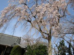 光長寺の枝垂れ桜が満開になりました