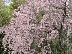 大坂台の枝垂れ桜－2022年