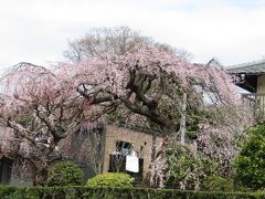 石井家の枝垂れ桜－2022年