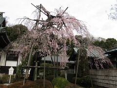 寶壽院の枝垂れ桜－2022年