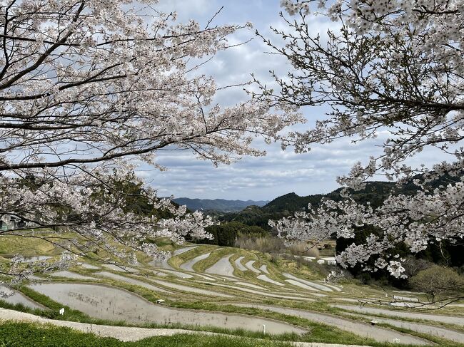 南房総へ、さざねに宿泊。海に揺蕩い、桜を愛でる旅、後編。