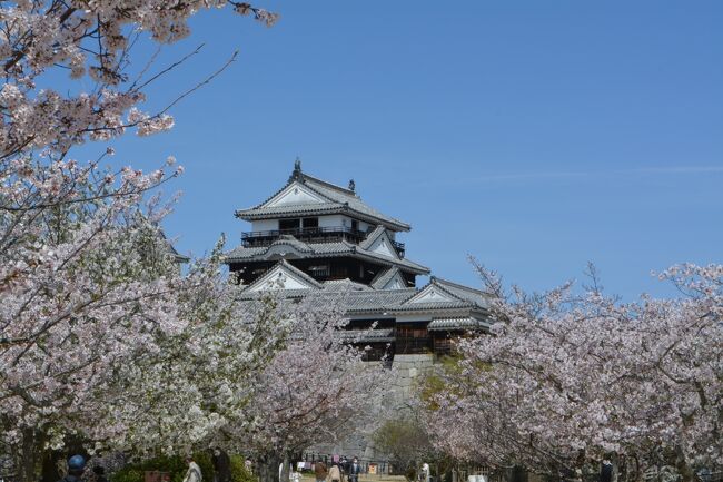 ３回目の松山旅行で、ようやく松山城を攻略することができました。<br /><br />一昨年の夏に初めて松山を訪れた時は、あまりの暑さに身体が悲鳴を上げて登城は断念、昨年の春はコロナの影響で松山城が開門せず…ということで不運続きでしたが、桜の咲く季節に念願がかなって感激でした。<br /><br />春の日差しが降り注ぐ天守閣を、時折春風が吹き抜けて、とても心地がよいひと時でした。<br /><br />