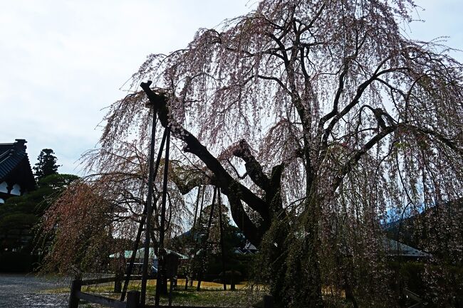 身延山の桜が満開だというので､行ってみました<br /><br />身延山久遠寺は日蓮宗の総本山<br />佐渡の流刑から鎌倉へ戻った日蓮聖人を文永11年に甲斐国波木井郷の地頭南部六郎(波木井)実長が招いて草庵を構えたことに始まります<br /><br />【表紙の写真】身延山久遠寺のしだれ桜