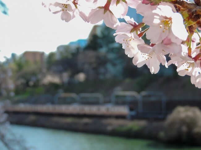 ご覧いただきありがとうございます。<br /><br />今回は鉄分少なめですが、「東京メトロ24時間券」で東京の桜の名所を巡ります。<br /><br />第一弾では、東京の中心・千代田区の桜の名所を回ります。