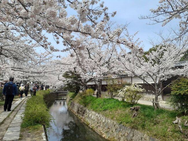 桜のお花見に京都に出かけました<br />哲学の道をそぞろ歩き<br />気持ち良いお天気にも恵まれて<br />いい一日でした