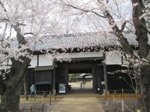 柏市の花野井・旧吉田家住宅歴史公園・長屋門・桜満開・2022年