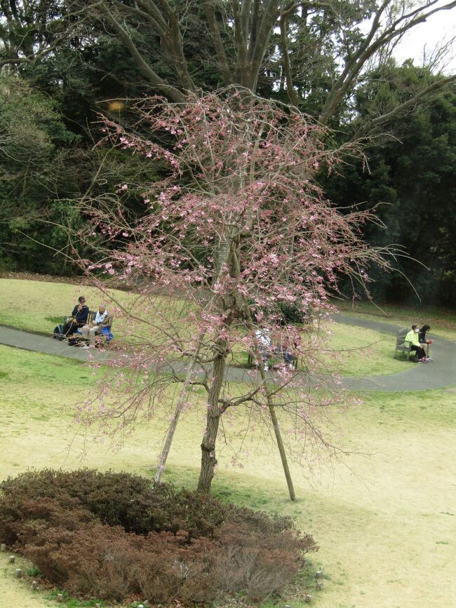 　横浜市東俣野町にある俣野別邸庭園には庭園公開に伴い整備され、枝垂れ桜が別邸の中庭と下の外れハウス前に植えられてある。ほんの若木であり、また咲き始めでもあり、全く見栄えがしない。<br />　どうやら、住友家では樹木には殆ど手を入れていないようだ。別邸の下に山桜があり、下のハウスの脇にはソメイヨシノがあるが、住友家時代にはこのソメイヨシノが植えられただけであろう。それが今では下にはソメイヨシノの桜並木や陽光桜、エドヒガンなどが植えられている。おそらくは、住友家時代の雰囲気を一変させてはいまいか？<br />（表紙写真は俣野別邸中庭の枝垂れ桜）