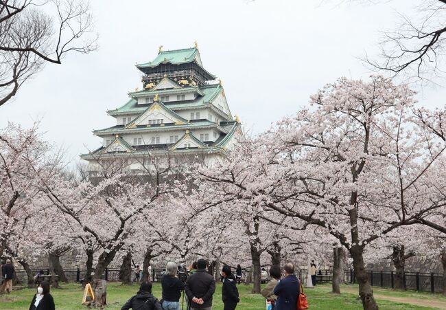 大阪城公園は、国の特別史跡に指定されている大坂城跡を中心として整備された緑豊かな都市公園で、大正13年(1924)に大手前公園として開園しています。公園内中央の本丸に立つ外観5層の「大阪城天守閣」は、内部が歴史博物館となっており、大手門や桜門、多聞櫓、千貫櫓、乾櫓などの建造物13棟は国の重要文化財に指定されています。<br /><br />大阪城公園は、約3,000本の桜を擁する関西屈指の「桜の名所」です。中でも「西の丸庭園」にはソメイヨシノを中心に約300本の桜が植えられており、毎年大勢の花見客でにぎわいます。大阪府の「桜の標準木」も西の丸庭園の中あり、この木の咲き具合で大阪府の桜の開花宣言が行われます。大阪迎賓館横の紅白のシダレザクラは圧巻でした。