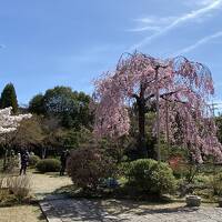 京都-桜巡り1泊2日①