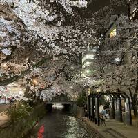 2,022年京都の桜巡り１（嵐山と祇園夜桜）