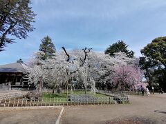 ’２２　千葉桜さんぽ　市川 真間山弘法寺のしだれ桜～里見公園～Garten Cafe ぶ楽り