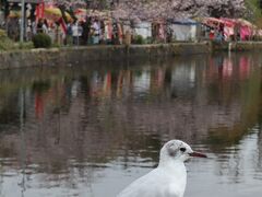 2022 東京で花見★上野公園~千鳥ヶ淵～靖国神社