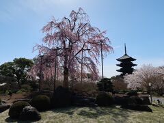 2022年京都の桜1　東寺