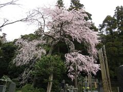 遊行寺の枝垂れ桜－2022年