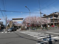 2022年京都の桜2　六孫王神社