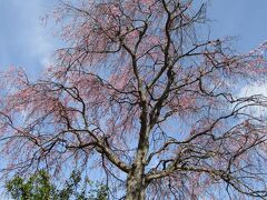 実方家の枝垂れの桜－2022年