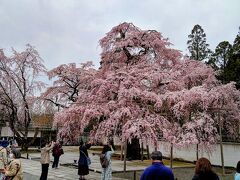 高齢の母と京都へ花見に行こう！②